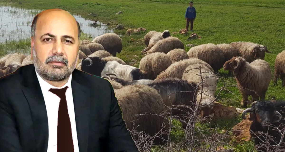 'Kırsalda Bereket' Projesiyle Küçükbaş Hayvancılığa ...