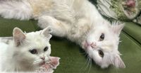 Gaziantep’te Özel Cins Kedi Bulundu: Sahibi Aranıyor