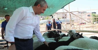 Gaziantep’te Kurbanlık Fiyatları Açıklandı